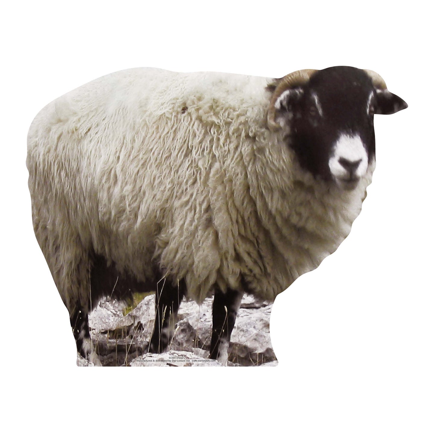 SC064 Sheep Cardboard Cut Out Height 63cm - Star Cutouts
