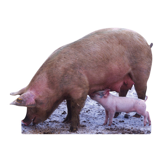 SC065 Pig and Piglet Cardboard Cut Out Height 87cm - Star Cutouts