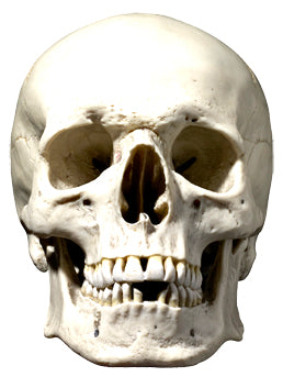 SM91 Skull    Halloween Single Face Mask