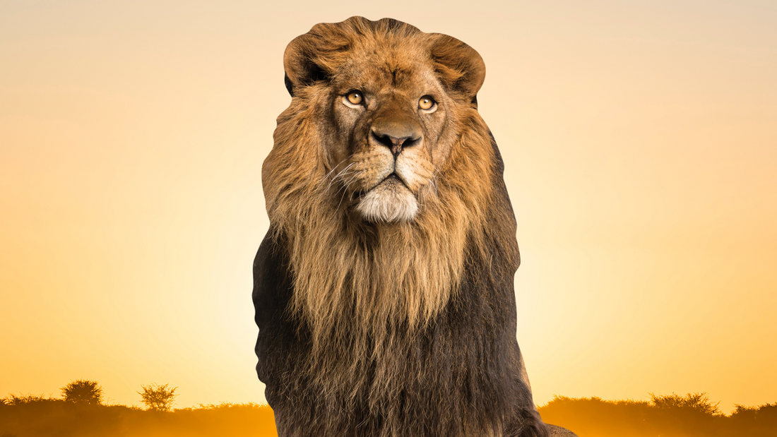 Animal Cardboard Cutouts