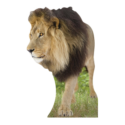 SC054 Lion Cardboard Cut Out Height 130cm - Star Cutouts