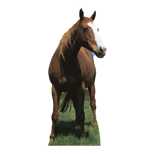 SC070 Mustang - Horse Cardboard Cut Out Height 190cm - Star Cutouts