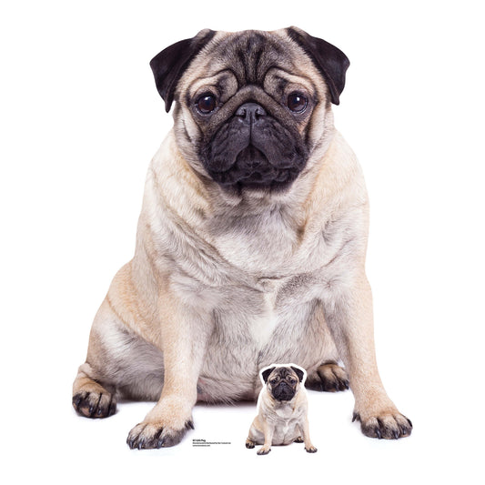 SC1232 Pug Cardboard Cut Out Height 126cm