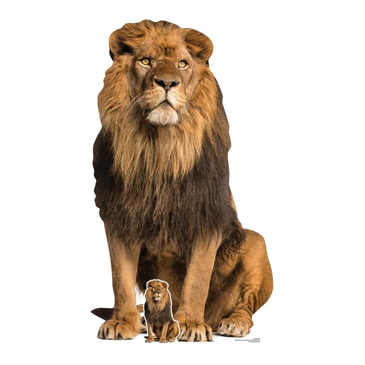 SC1438 Adult Male Lion Sitting Cardboard Cut Out Height 155cm - Star Cutouts