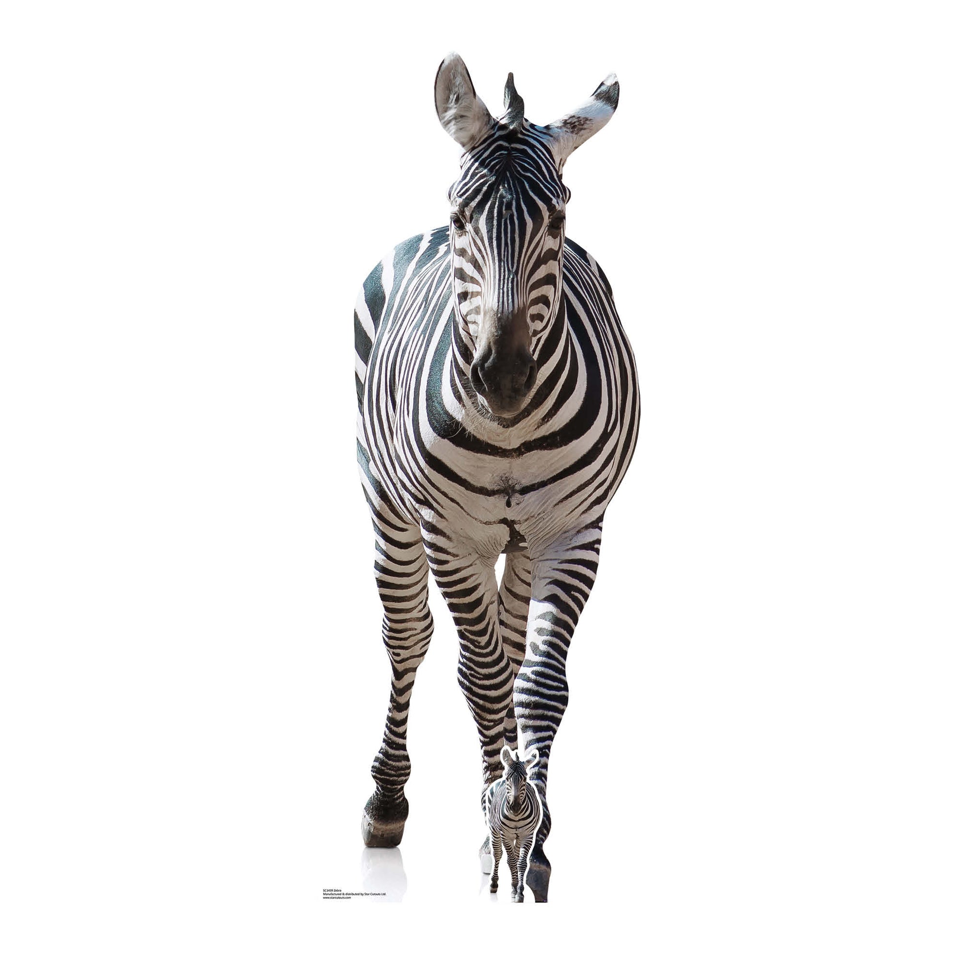 SC1439 Adult Zebra Black and White Cardboard Cut Out Height 162cm - Star Cutouts
