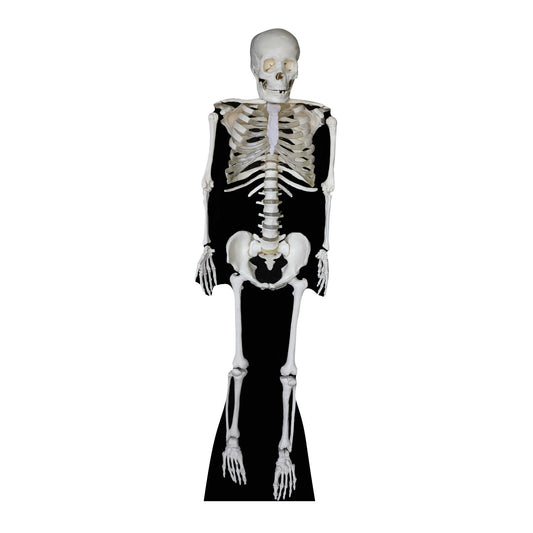 SC160 Skeleton Cardboard Cut Out Height 189cm