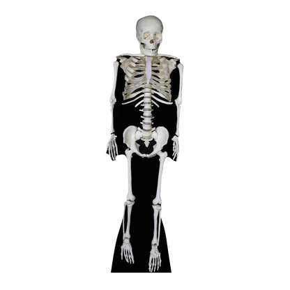 SC160 Skeleton Cardboard Cut Out Height 189cm