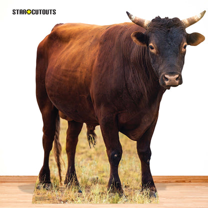 SC4436 Young Bull Farm Animal Cardboard Cut Out Height 100cm