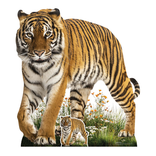 SC4854 Wild Tiger Prowling Cardboard Cutout Height 93cm