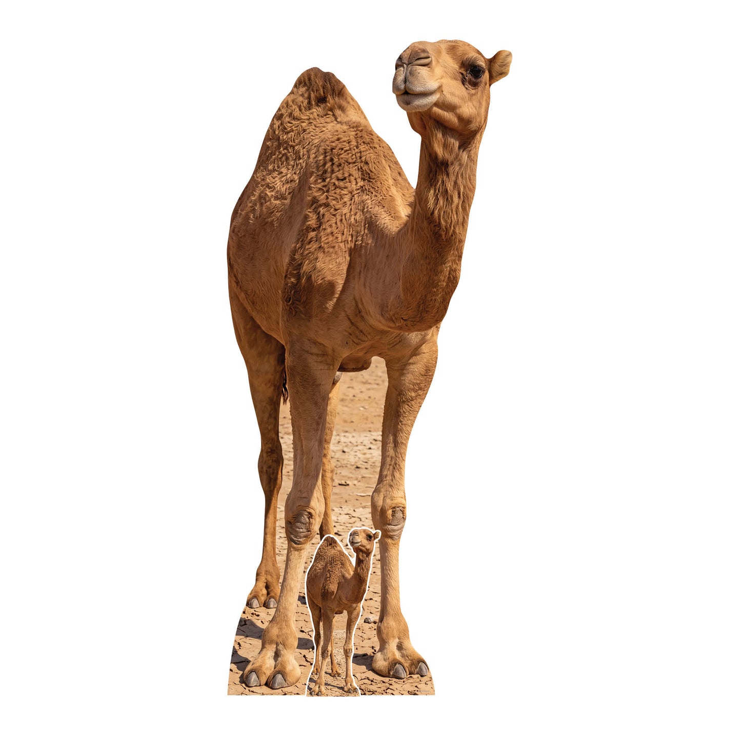 SC4973 Camel in Desert Cardboard Cutout Height 193cm