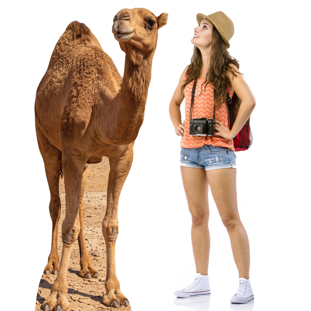 SC4973 Camel in Desert Cardboard Cutout Height 193cm
