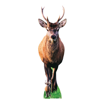 SC5029 Woodland Deer with Antlers Cardboard Cutout Height 185cm