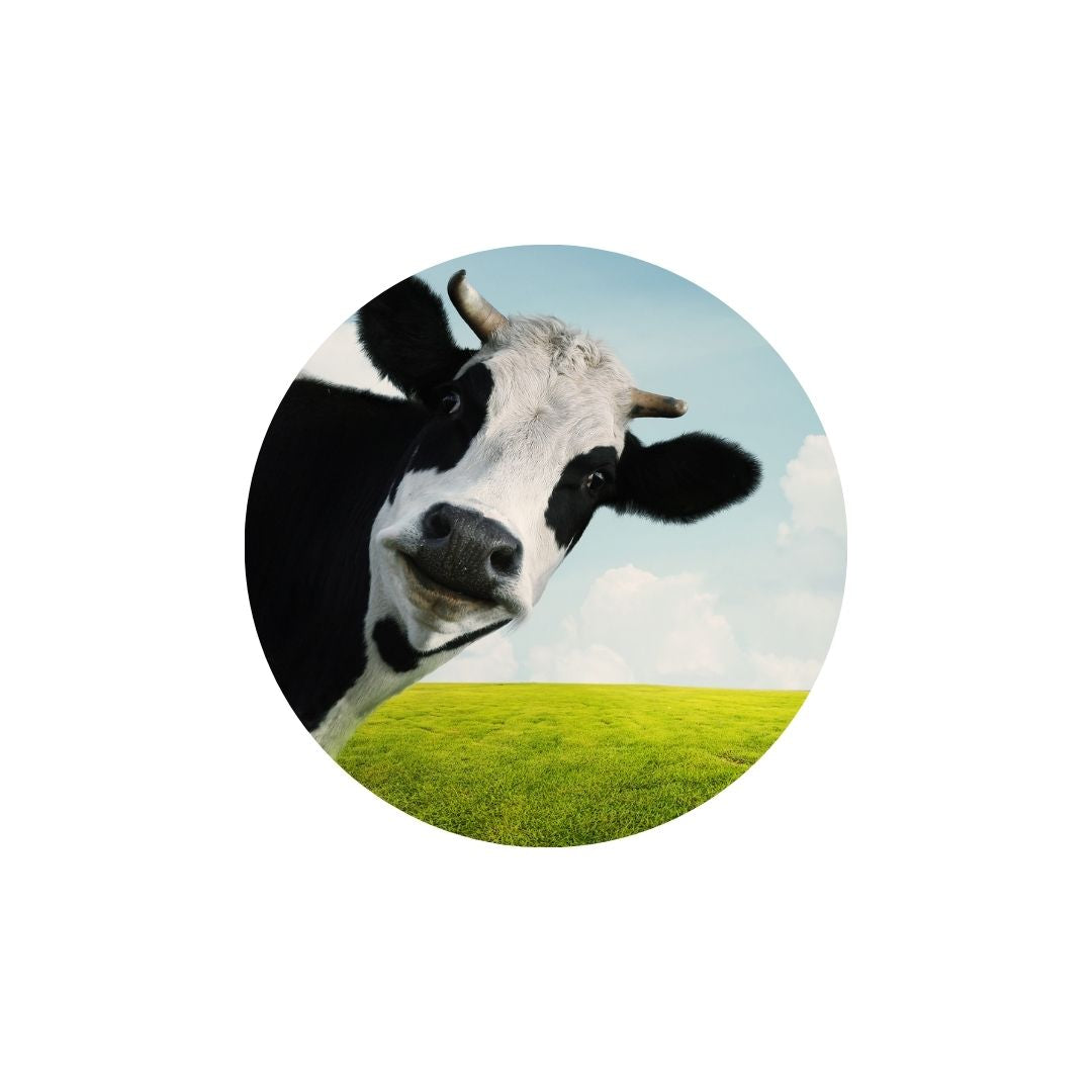 SCCIRCLE002 Medium Printed Rigid Circle Board, Poster, Sign Cardboard Cut Out Height 58cm