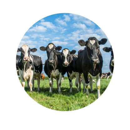 SCCIRCOR2 - Medium Printed Rigid Circle Correx Board, Poster, Sign Cardboard Cut Out Height 58cm