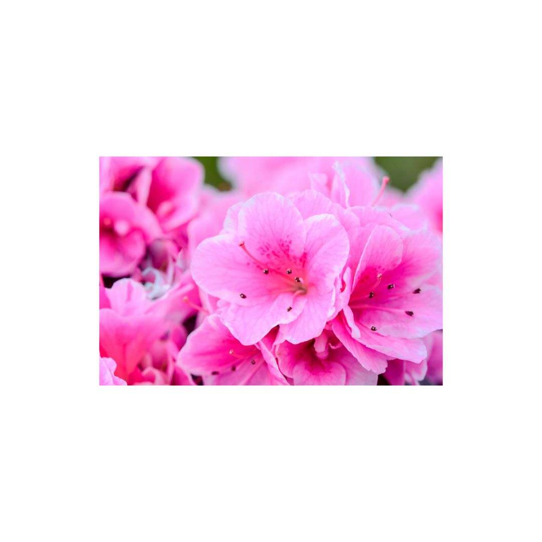 SCCORREX002 - A2 Medium Printed Rigid Rectangle Board on Correx -  Poster, Sign Cardboard Cut Out Height 59.4cm