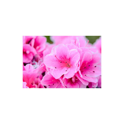 SCCORREX002 - A2 Medium Printed Rigid Rectangle Board on Correx -  Poster, Sign Cardboard Cut Out Height 59.4cm