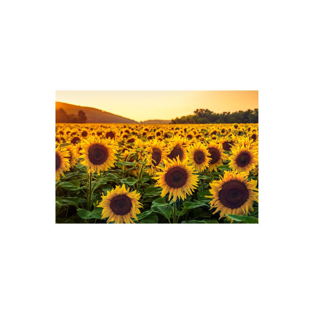 SCCORREX003 - A3 Small Printed Rigid Rectangle Board on Correx -  Poster, Sign Cardboard Cut Out Height 42cm