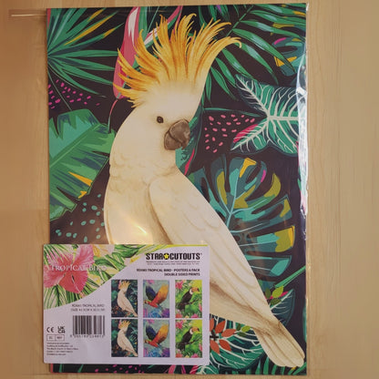 RD085 Tropical Bird  2 x Cockatoo 2 x Parrot 2 x Toucan  Six Large Prints Room Decor Pack Cardboard Cut Out Height 44cm